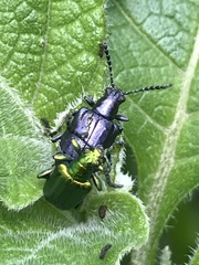 Metopoceris alternans