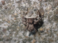 Portia labiata