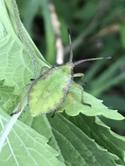 Piezogaster indecorus
