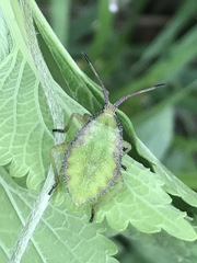 Piezogaster indecorus