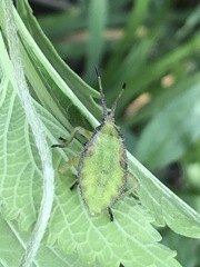 Piezogaster indecorus