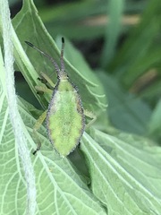 Piezogaster indecorus