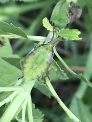 Piezogaster indecorus