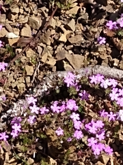 Leptosiphon latisectus