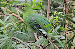 Chloropsis sonnerati