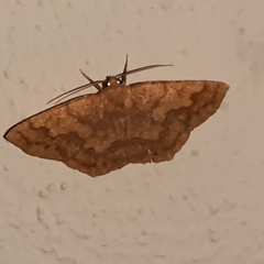 Periclina merana