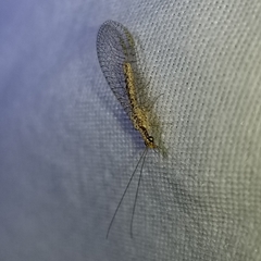 Eremochrysa punctinervis