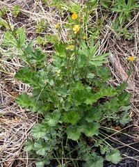 Geum magellanicum