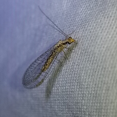 Eremochrysa punctinervis