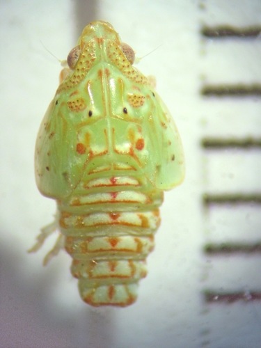 Torpedo Bug photo 5