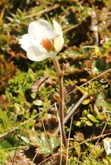 Geum uniflorum