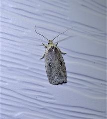 Agonopterix canadensis