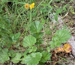 Geum magellanicum