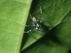 Phintella bifurcilinea