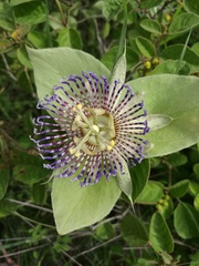 Image of Passiflora maliformis