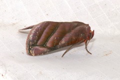 Hemicephalis paulina