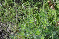 Lupinus polycarpus