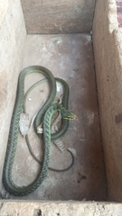 Dendrelaphis inornatus