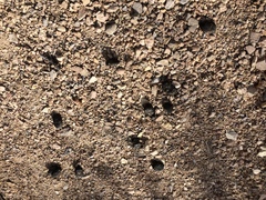 Equus asinus