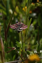 Schinia pulchripennis