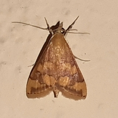 Pyrausta phoenicealis