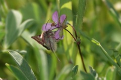 Schinia pulchripennis