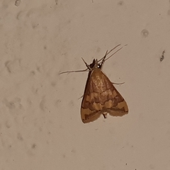 Pyrausta phoenicealis