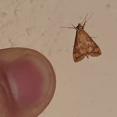 Pyrausta phoenicealis