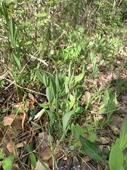 Uvularia floridana