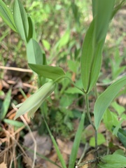 Uvularia floridana