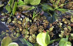 Salvinia biloba