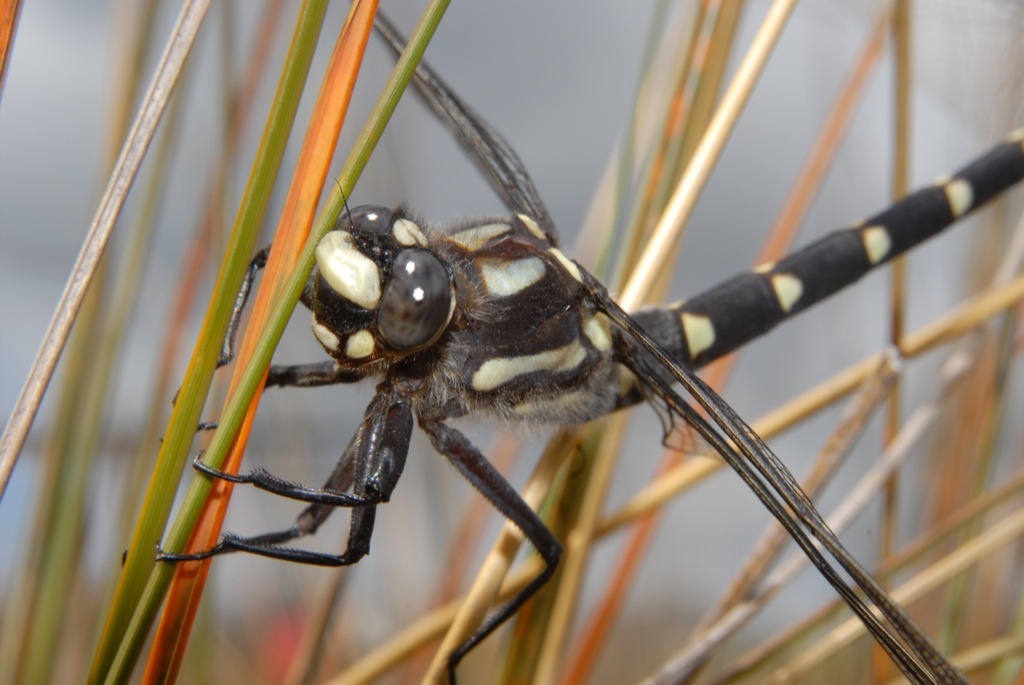 Chilton's Giant Dragonfly