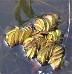 Salvinia biloba