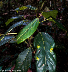 Macaranga alnifolia image