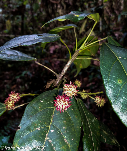 Macaranga alnifolia image