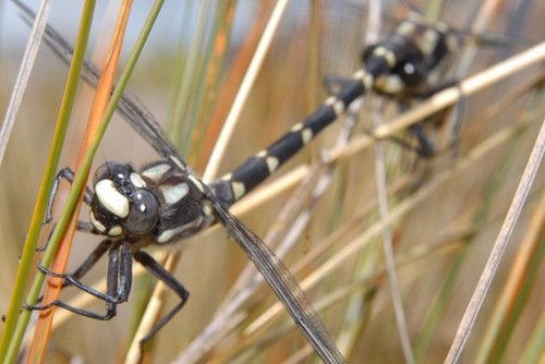 Chilton's Giant Dragonfly photo 5
