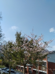 Prunus × lannesiana