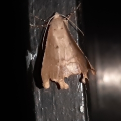 Phyllodonta indeterminata