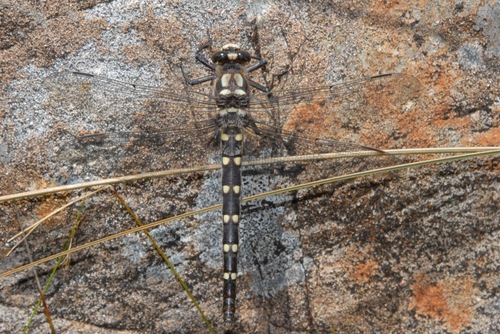 Chilton's Giant Dragonfly photo 4