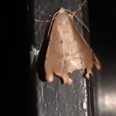 Phyllodonta indeterminata