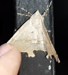 Phyllodonta indeterminata