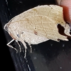 Phyllodonta indeterminata