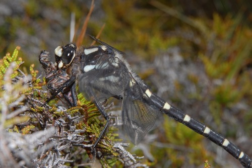 Chilton's Giant Dragonfly photo 3