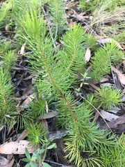 Persoonia chamaepitys