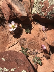 Ranunculus andersonii
