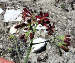 Codonorhiza micrantha