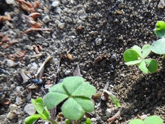 Camponotus cinctellus