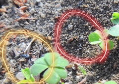 Camponotus cinctellus