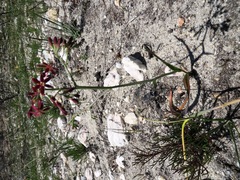 Codonorhiza micrantha