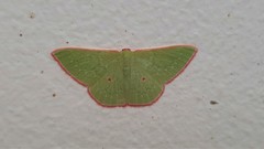 Chlorocoma cadmaria